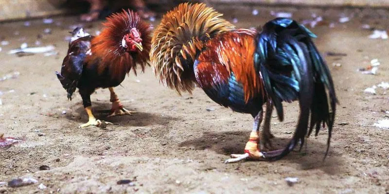 Bật mí cách chơi chọi kê đặt đâu trúng đó