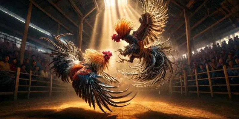 Đá Gà Cựa Dao Giải Trí Kịch Tính Dành Cho Người Đam Mê