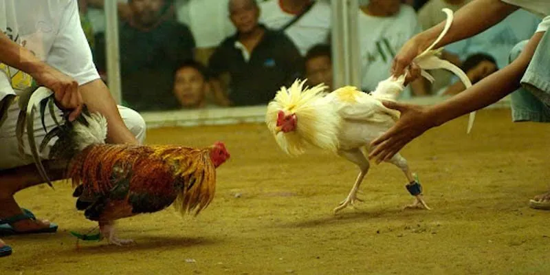 Tại Sao Đá Gà Đòn Vẫn Giữ Vững Sức Hút Qua Bao Thế Hệ