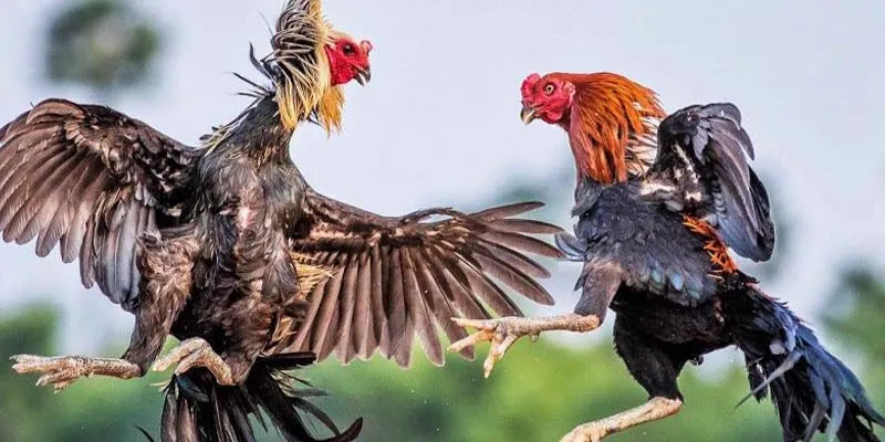 Giới thiệu chi tiết về sân chơi đá gà trực tiếp 