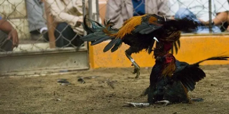 Một số thông tin sơ lược về sản phẩm Chicken Fight tại Thabet