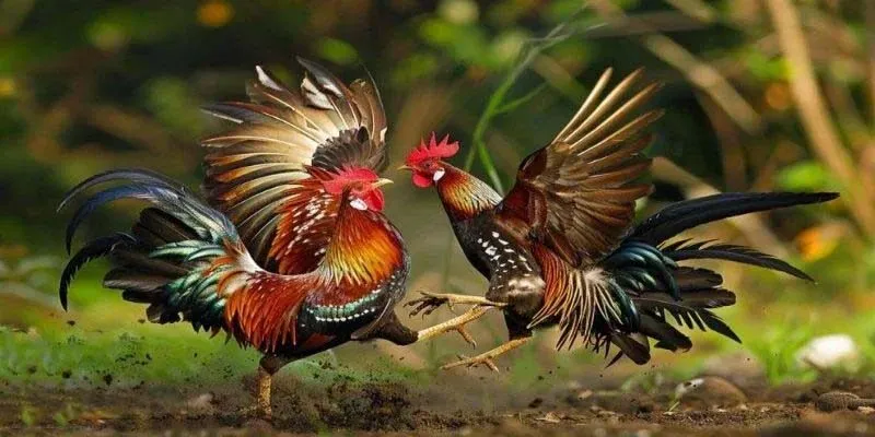 Những lý do hàng đầu nên trải nghiệm Chicken Fight tại Thabet