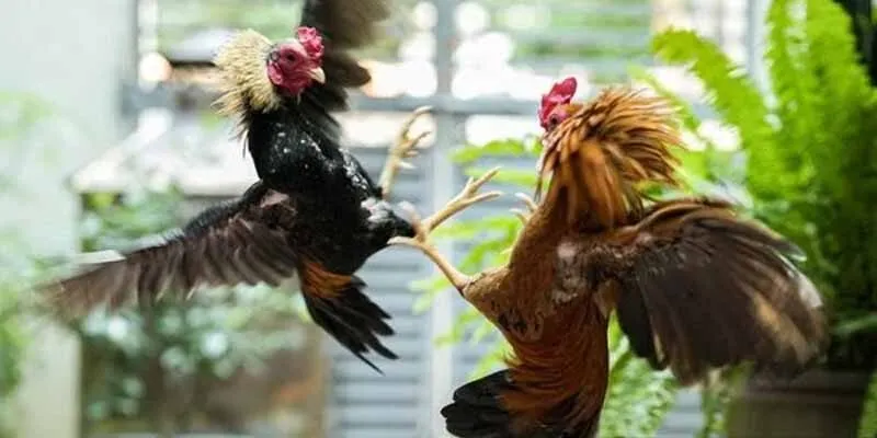 Thông tin chi tiết từ a đến z về đá gà thomo