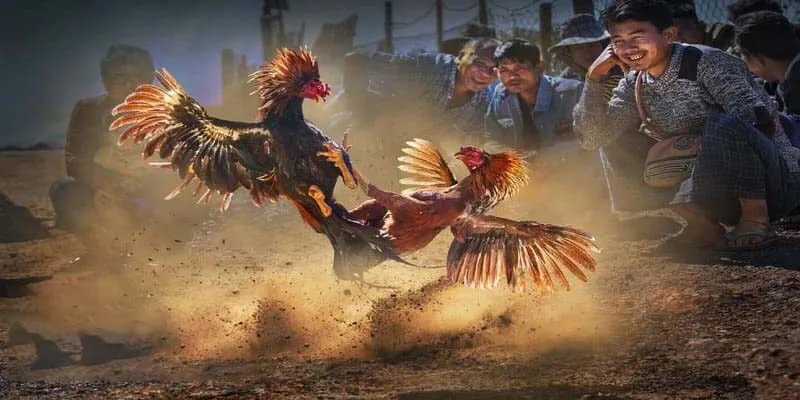 Tìm hiểu đôi nét hay về về hình thức đá gà đòn