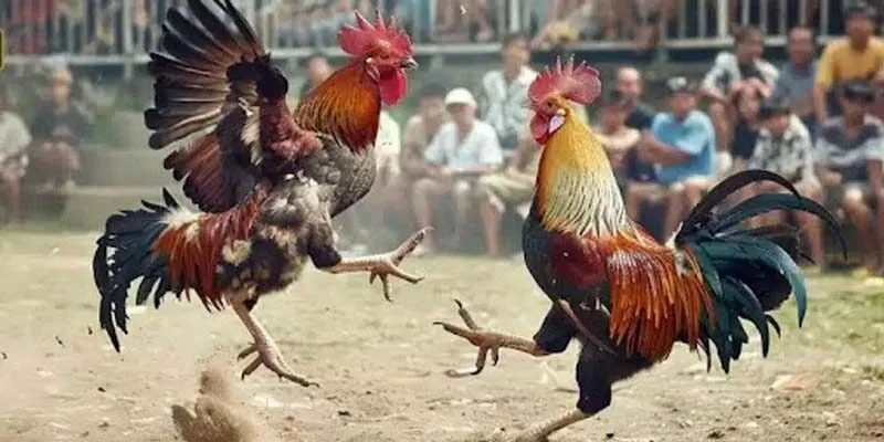 Tìm hiểu chi tiết bộ môn đá gà miền Tây 